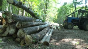 В "Камском лесхозе" раскрыли ежедневный объём заготовки древесины