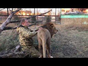 Лев Малыш СОСКУЧИЛСЯ!