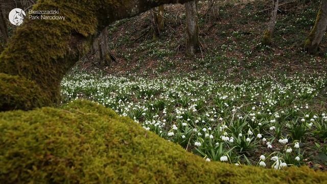Śnieżyca wiosenna (Leucojum vernum) w olszynce karpackiej смотреть онлайн