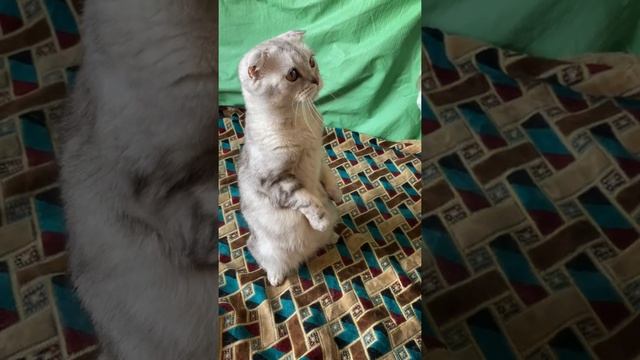 Вислоушка. Вислоухая шотландская кошка. Скоттиш фолд. смотреть онлайн