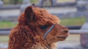 Сельскохозяйственные животные #2. Животные в домашней среде. Видео и звуки животных.