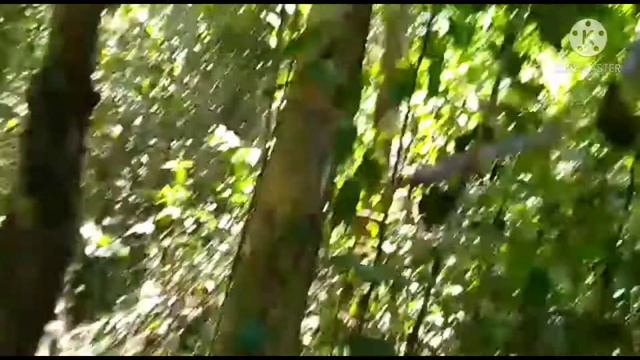MENEMUKAN EMPAT MACAM TANAMAN HIAS UNIK DAN MAHAL YANG HIDUP DIHUTAN