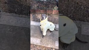 Комбинезон от клещей. Пыльник для собак