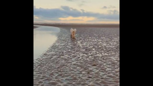 Комондор. В кино, Интеллект, Вопросы и ответы, История