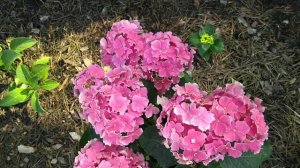 19июня2019 Крупнолистная Гортензия Carly Sparkle