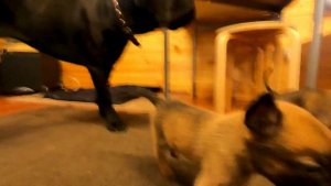 Щенки малинуа 1 месяц/ puppy malinois 1mons