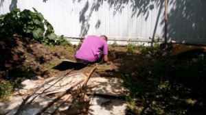 Как я ПЕНЬ УБРАЛ / Сабельная пила помогла / Американский клен выкорчевал / НАША ДАЧА