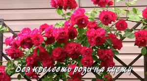 Вся прелесть розы на кусту. Дачные картинки 2022.mp4