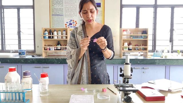 POLLEN GRAINS GERMINATION ON SLIDE смотреть онлайн