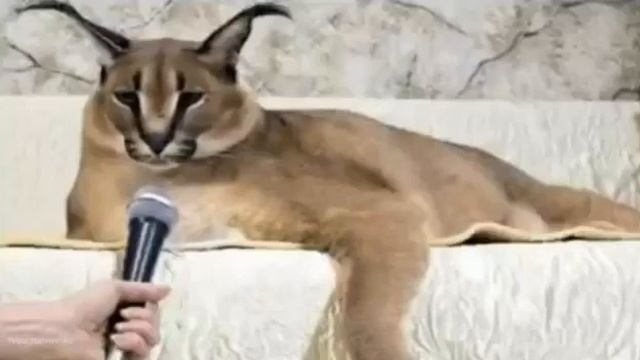 Шлёпа рассказывает анекдот смотреть онлайн