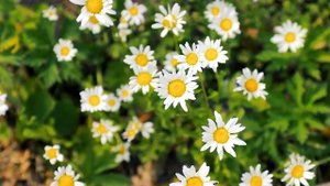 Ромашка белая, лепесточки нежные - матушка Валентина Корниенко