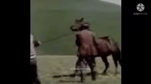 Как  обращались  кабардинцы  с лошадью  при  обучении .