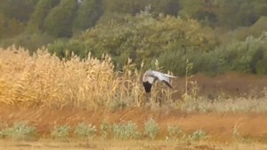 ПОЛЕВОЙ ЛУНЬ(самец) В ПОЛЁТЕ В ПОИСКАХ ДОБЫЧИ