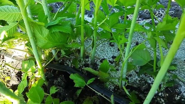 Повторное прореживание ремонтантной малины на участке в пригороде Воронежа. смотреть онлайн