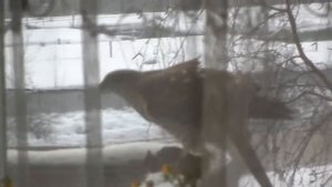 Ястреб на балконе в Москве.