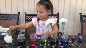 Разноцветные гвоздики | Как покрасить живые цветы?