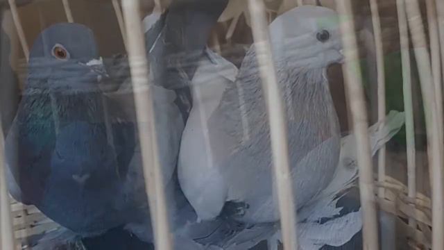 .голуби продам смотреть онлайн