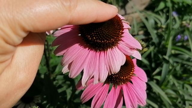 Розовая Эхинацея (Echinacea). 2022