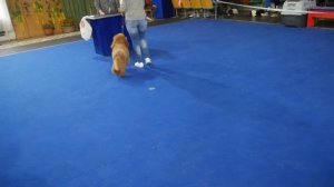 Пудель средний, кобели. Эксперт - Григорьева Надежда Геннадьевна