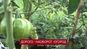 Томат сорт 'План 9 из космоса' желтоплодный и очень вкусный