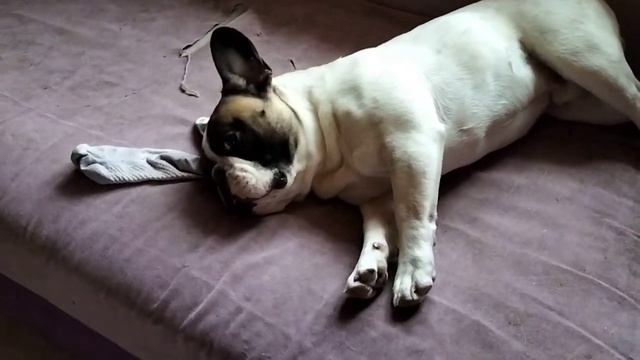 ??Вы слышали, как храпит французский бульдог? Слушайте и "любуйтесь" на диван ? смотреть онлайн
