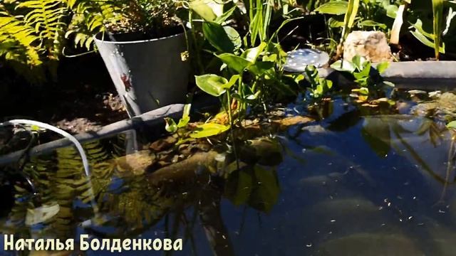 Сажаю растения в пруд//Соблазнила мужа?//Готовлю обед//Огородничаю смотреть онлайн