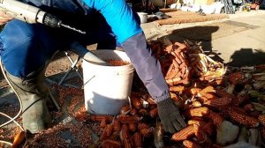 Как быстро лущить кукурузу