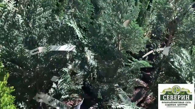 Хвойные растения. Туя западная Смарагд.