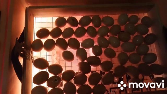 куры доминант, какие цыплята вылупились смотреть онлайн