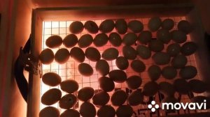 куры доминант, какие цыплята вылупились