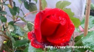 Саженцы роз "Розы от Татьяны" - Плетистая роза "Мисье Дельбар/Messire Delbard"