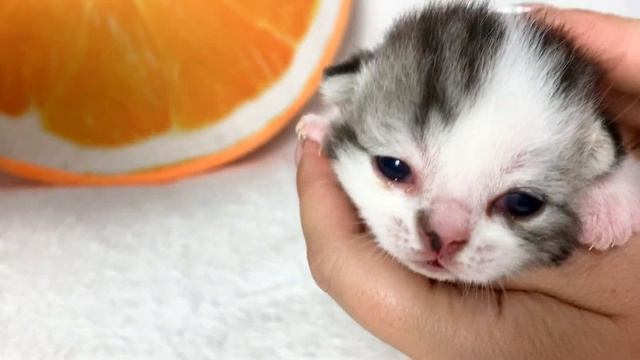 Cat hugs and licks its kitten. Very cute смотреть онлайн