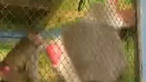 Бабуин танцует!Уссаться!