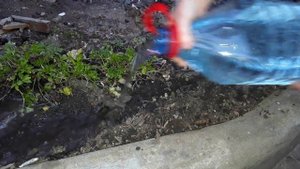 ПЕТРУШКИ будет ВАЛОМ весь сезон. Как посеять петрушку весной, чтобы быстро взошла.