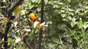 Огненнобрюхий длиннохвостый личинкоед. Pericrocotus flammeus.