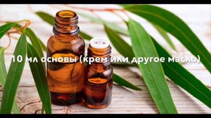 Что лечит эвкалипт? Масло эвкалипта в борьбе с клещами.