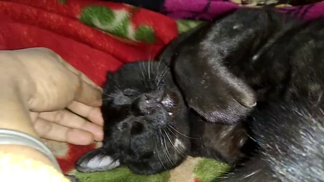 Happiest Cat in the World  My Jungool