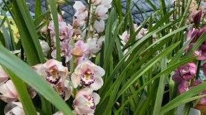 Орхидеи Цимбидиум ! Парад Цимбидиумов ! CYMBIDIUM PARADE. London