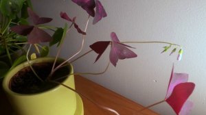 Dance of the Oxalis Triangularis (Purple Shamrock)