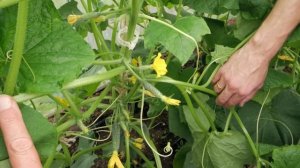 ОГУРЕЦ  -  ПОКОРИТЕЛЬ СЕРДЕЦ ВСЕХ ОГОРОДНИКОВ! ЛЕГЕНДАРНЫЙ ОГУРЕЦ ШОША F1!