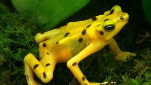 Панамская золотая лягушка Atelopus zeteki