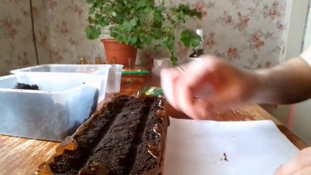 Посев земляники на рассаду. Земляника из семян.