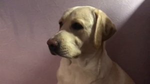 Лабрадора ругают,  Бетти съела дорогую герань