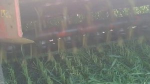 Косим суданку на сено