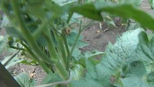 Томат Варатах гном.