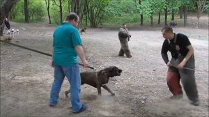 Тренировка кане корсо