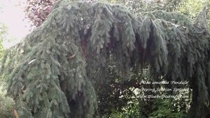 Picea omorika 'Pendula' (Weeping Serbian Spruce)