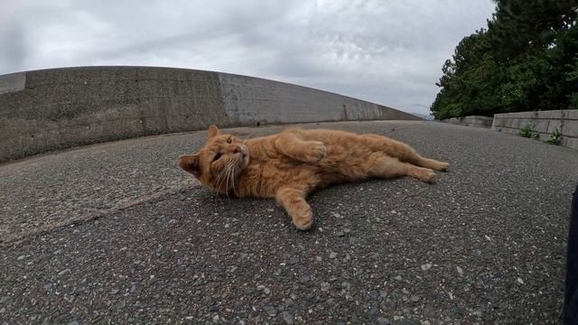 人懐っこい茶トラ猫と三毛猫が競うように甘えてきた смотреть онлайн