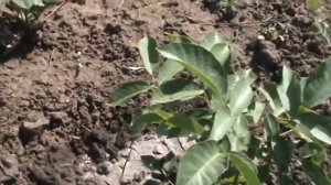 Орех. Размножение грецкого ореха с косточки.