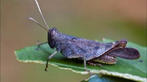 Валентина Толкунова Ночной скрипач Песня для детей